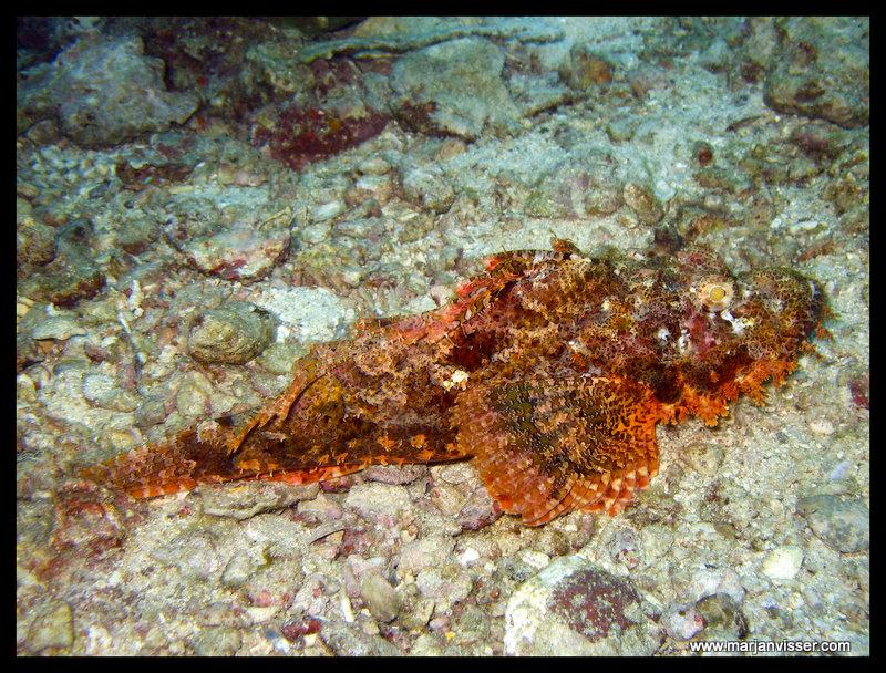 Scorpion Fish