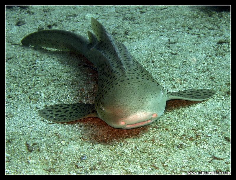 Leopard Shark