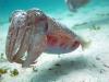 CuttleFish
