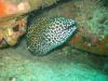 Honeycomb Moray