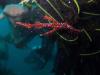 Ornate Ghost PipeFish