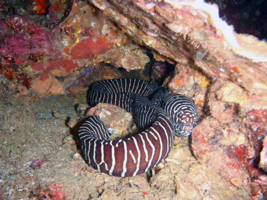 Zebra Moray