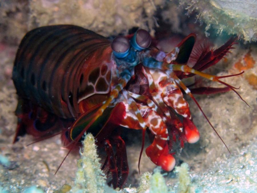 Mantis Shrimp
