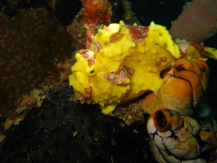 FrogFish