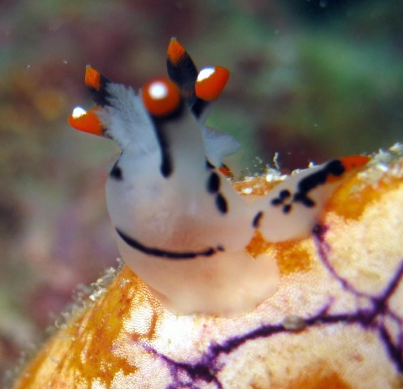 Nudibranch