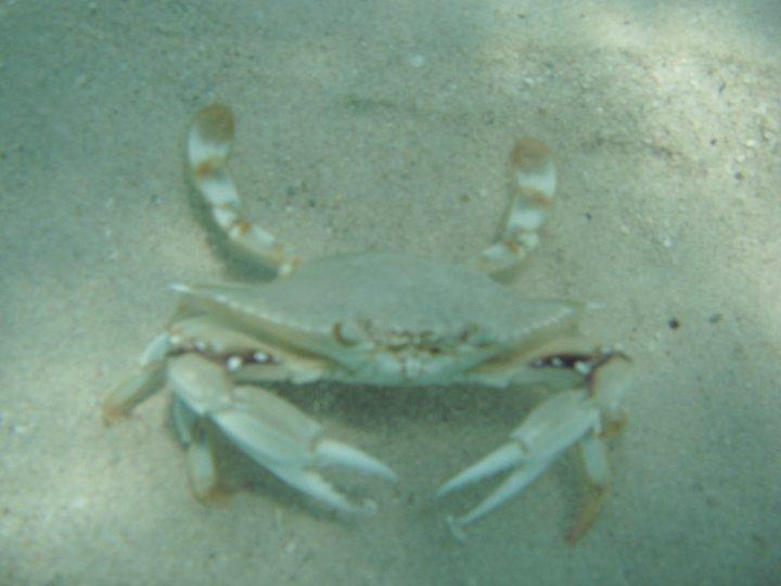 Jamaican Crab