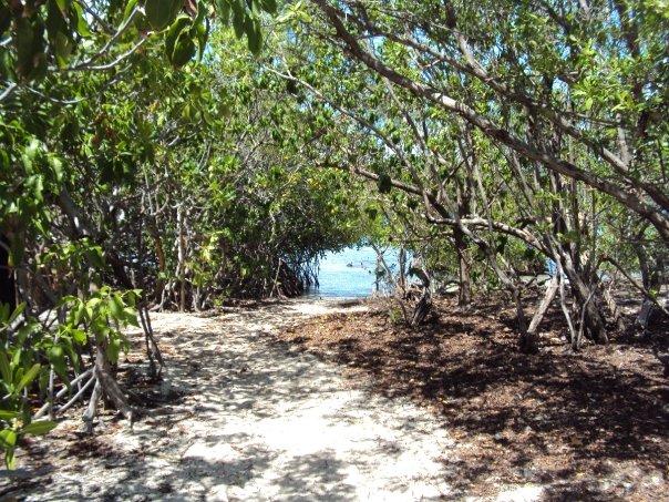 mangroves at gilligan’s island