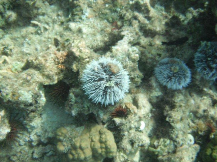 Sea urchins, lots of them!
