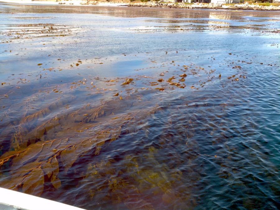 Monterey Kelp
