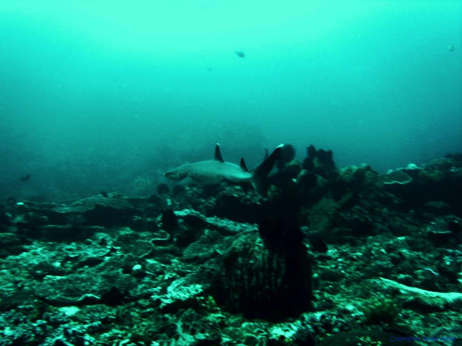 White-Tip Reef Shark at Gili Mimpang, Bali