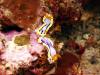 Nudibranchs, Crhromodoris Annas couple at Menjangan Island Marine park, Bali