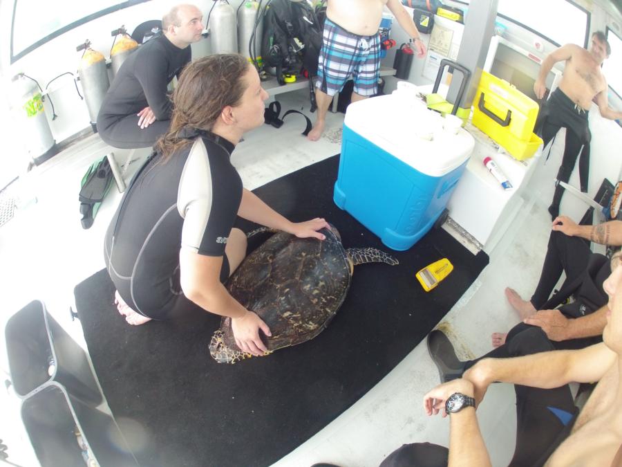 Tagging a Hawksbill Turtle