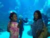 Diving in the Georgia Aquarium Ocean Voyager Tank