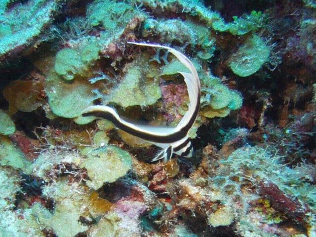 Spotted Drum - Roatan, Honduras