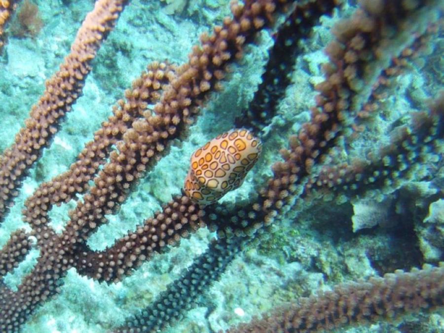 Flamingo Tongue - Roatan, Honduras