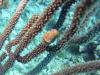 Flamingo Tongue - Roatan, Honduras