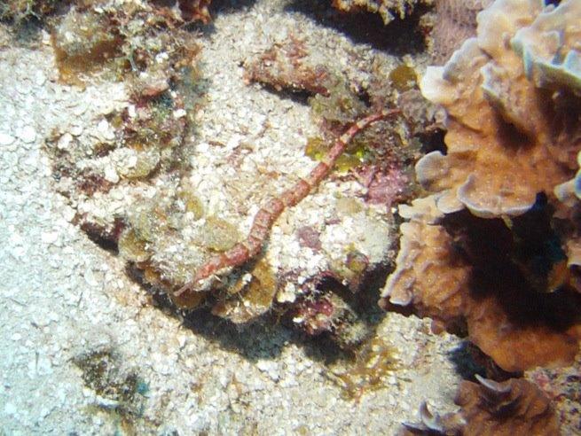 Pipefish - Roatan, Honduras