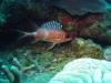 Squirrelfish - Roatan, Honduras