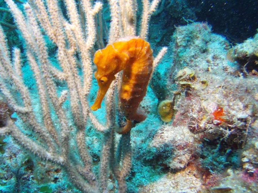 Seahorse - Roatan, Honduras