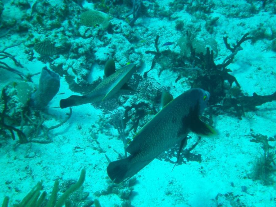 Cozumel Diving