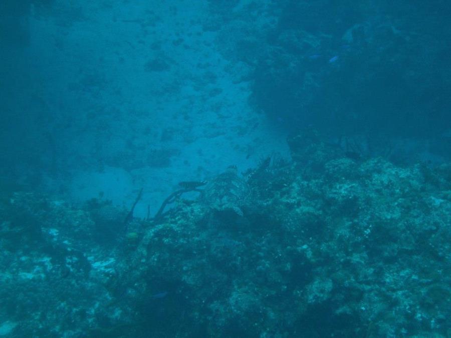 Cozumel Diving