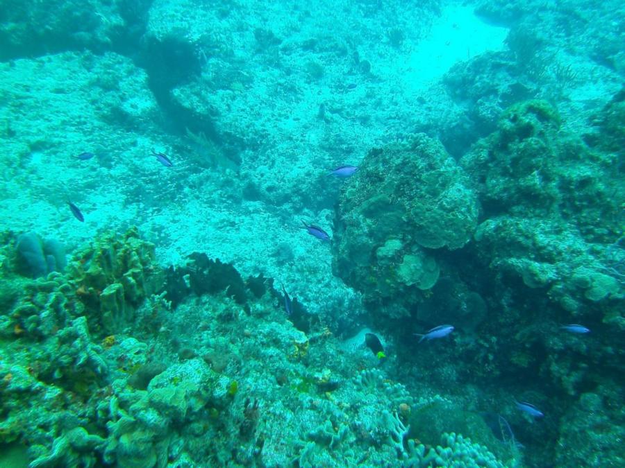 Cozumel Diving