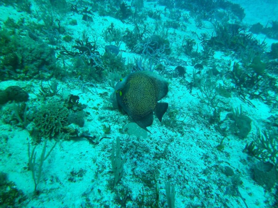 Cozumel Diving