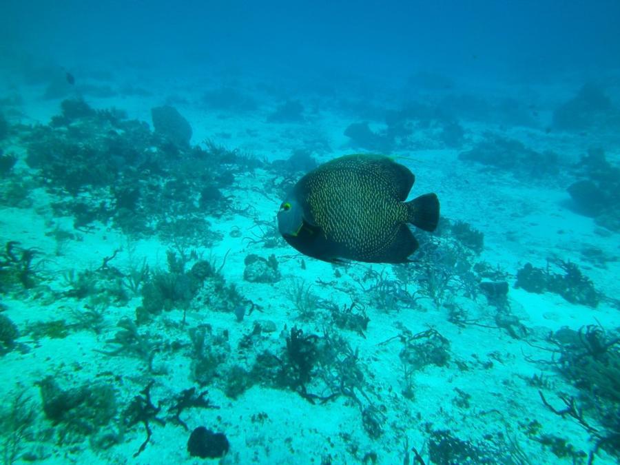 Cozumel Diving