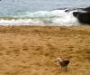 Divers Cove 7.11.12 Seagull