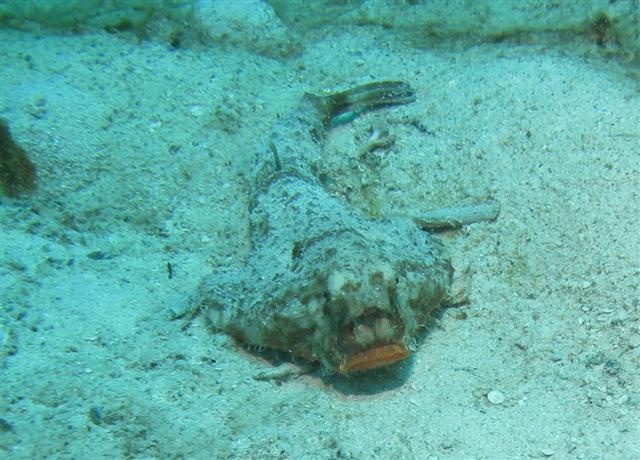 Bat Fish!!!!!!