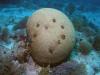 Brain Coral Mollasses Reef