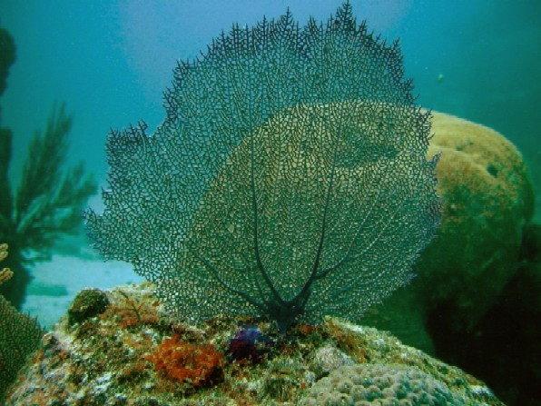 	Looe Key Reef