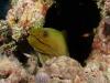 Moray Eel