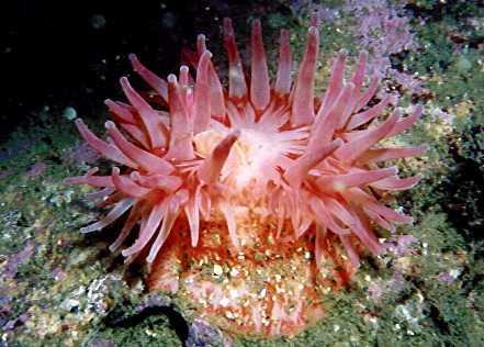 Anemone