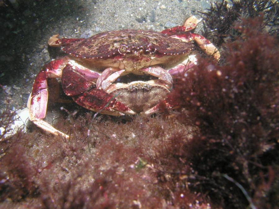 Crabs Mating
