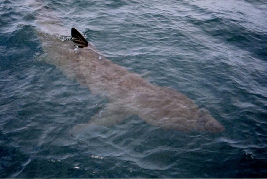 Basking Shark