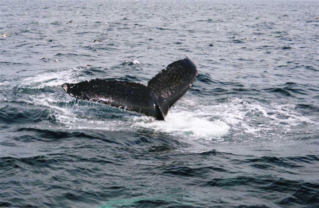 Humpback Whale