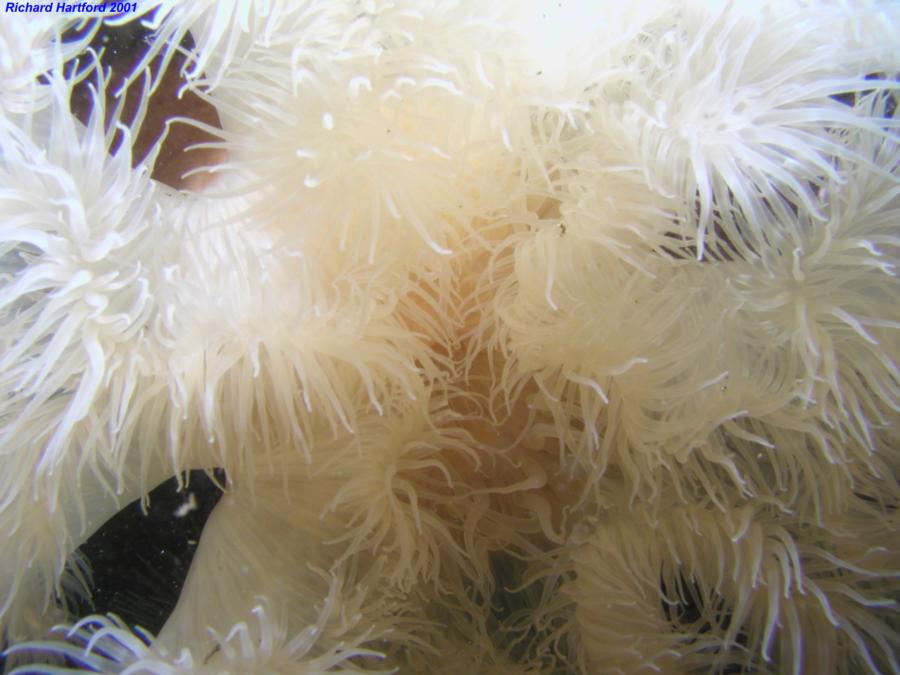 White Frilled Anemone