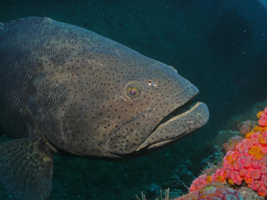 Grouper