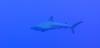 Beautiful shark in a wall Dive in Cayman Brac