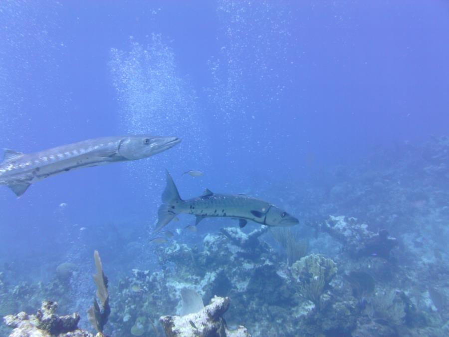 Freakishly big barracudas in Cayman Brac