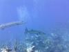 Freakishly big barracudas in Cayman Brac