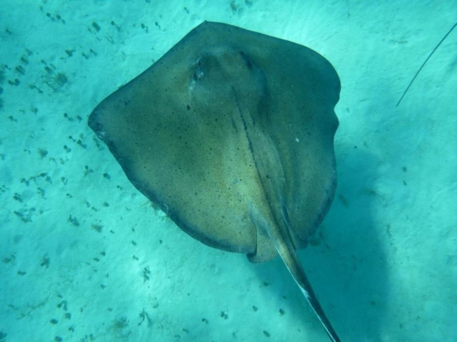 Sting Rays