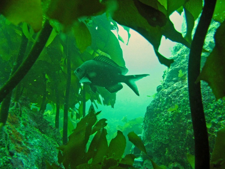 Demoiselle in the Kelp, Mercury Islands, NZ