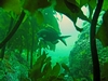 Demoiselle in the Kelp, Mercury Islands, NZ