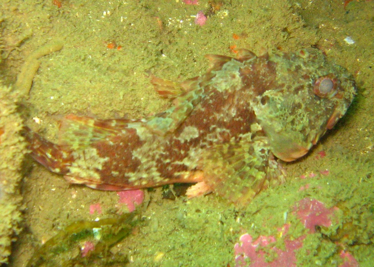 Scorpion Fish, Matapaua Bay, NZ