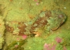 Scorpion Fish, Matapaua Bay, NZ