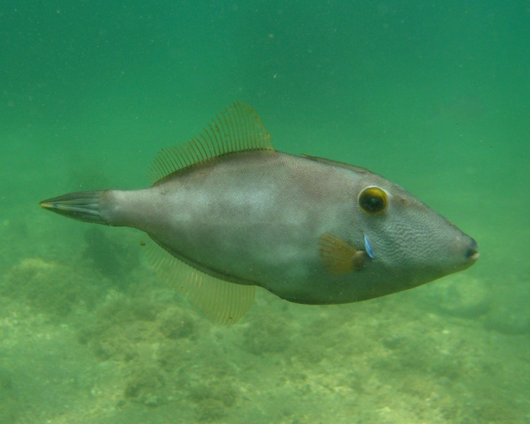 Cheeky Leatherjacket, Matapaua Bay, NZ