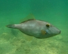 Cheeky Leatherjacket, Matapaua Bay, NZ