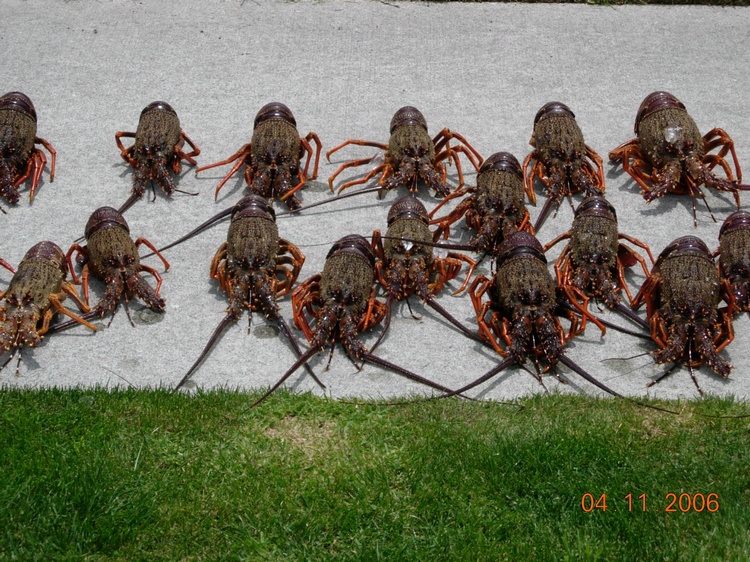 A great day`s hunting. Gt Barrier Island, NZ